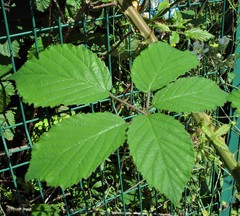 Rubus cissburiensis