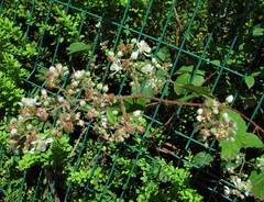 Rubus cissburiensis