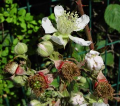 Rubus cissburiensis