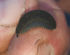 Peripatopsis lawrencei