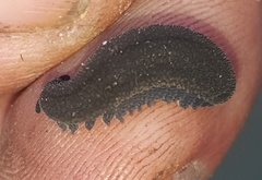 Peripatopsis lawrencei