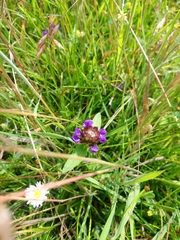 Prunella vulgaris