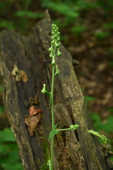 Aconitum lasiostomum
