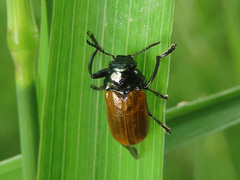 Labidostomis tridentata