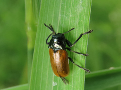 Labidostomis tridentata