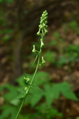 Aconitum lasiostomum