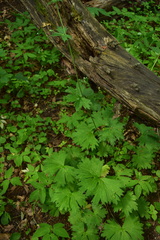 Aconitum lasiostomum