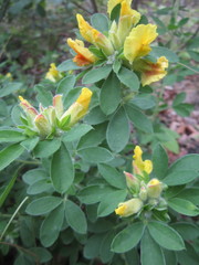 Chamaecytisus supinus