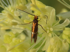 Micropterix aruncella