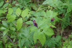 Vicia venosa baicalensis