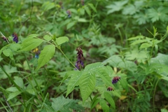 Vicia venosa baicalensis