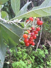 Solanum giganteum
