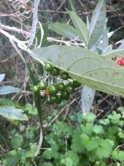 Solanum giganteum