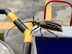 Batocera lineolata