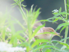 Acrocephalus scirpaceus