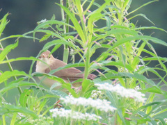 Acrocephalus scirpaceus