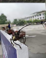Batocera lineolata