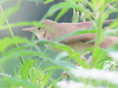 Acrocephalus scirpaceus