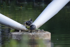 Fulica atra