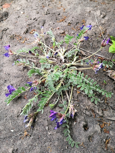 Oxytropis revoluta iNat (2)