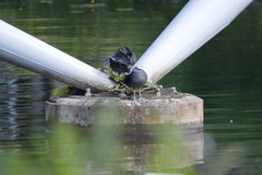 Fulica atra