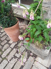 Digitalis purpurea