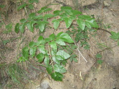Peucedanum verticillare