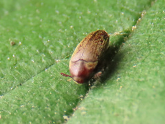 Trixagus dermestoides