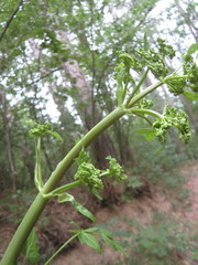 Peucedanum verticillare