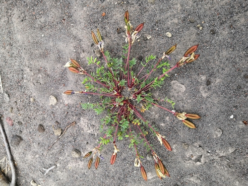 Oxytropis revoluta iNat (1)