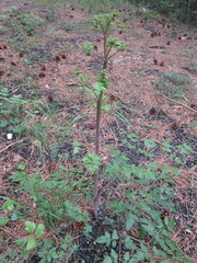 Peucedanum verticillare