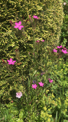 Dianthus armeria
