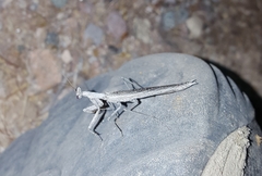 Litaneutria ocularis