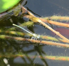 Platycnemis pennipes