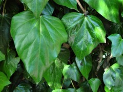 Hedera colchica