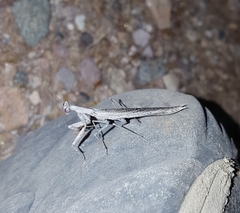 Litaneutria ocularis