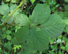 Rubus robiae