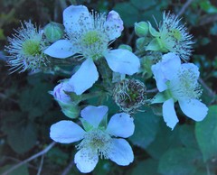 Rubus robiae