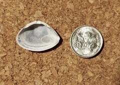 Mactra pusilla