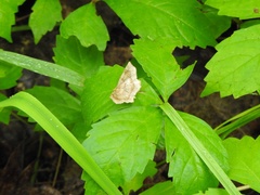 Metarranthis indeclinata