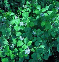 Rubus dasyphyllus