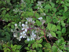 Rubus lindleianus