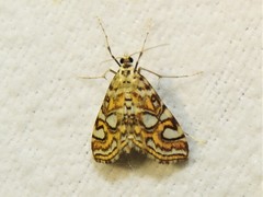 Elophila ekthlipsis