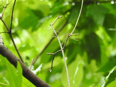 Lestes inaequalis