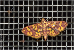 Syngamia