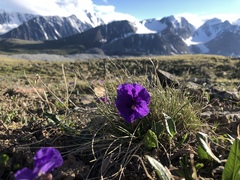 Viola altaica