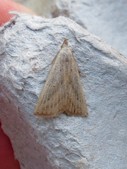 Macrochilo louisiana