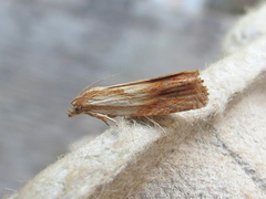 Eucosma umbrastriana