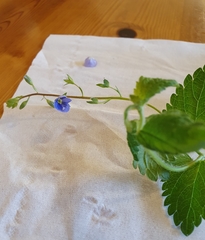 Veronica chamaedrys chamaedrys