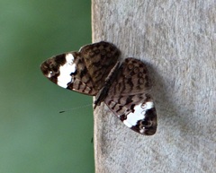 Ectima thecla thecla